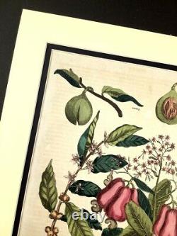 1812 Antique Hand Coloured Botanical Engraving Cashew Nut Tree Nutmeg Coffee