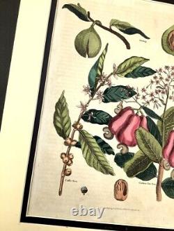 1812 Antique Hand Coloured Botanical Engraving Cashew Nut Tree Nutmeg Coffee