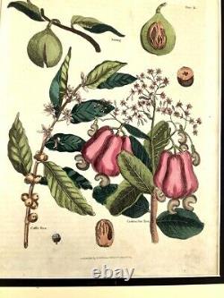 1812 Antique Hand Coloured Botanical Engraving Cashew Nut Tree Nutmeg Coffee