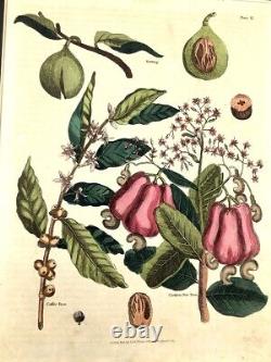 1812 Antique Hand Coloured Botanical Engraving Cashew Nut Tree Nutmeg Coffee