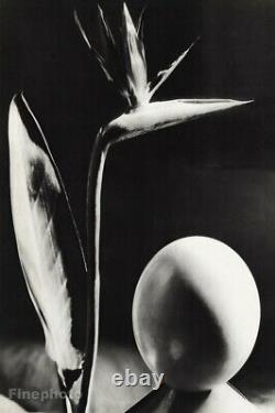 1934 Original MAN RAY Flower Egg Surreal Still Life Photo Gravure Fine Art 20x16