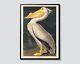 American White Pelican Wall Art, Vintage Bird Illustration Print By John James