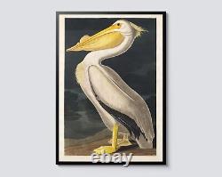 American White Pelican Wall Art, Vintage Bird Illustration Print by John James