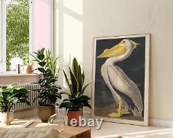 American White Pelican Wall Art, Vintage Bird Illustration Print by John James