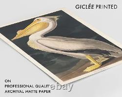 American White Pelican Wall Art, Vintage Bird Illustration Print by John James