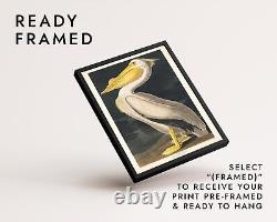 American White Pelican Wall Art, Vintage Bird Illustration Print by John James