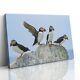 Atlantic Puffins On Rock Canvas Print Picture Framed Wall Art Paper Seal Island