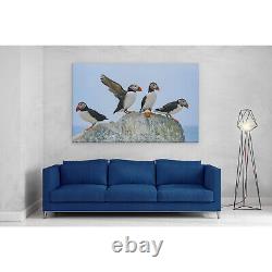 Atlantic Puffins on Rock Canvas Print Picture Framed Wall Art Paper Seal Island