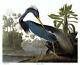 Audubon Louisiana Heron 30x44 Hand Numbered Edition Fine Art Print