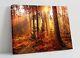 Autumn Woods 1 Canvas Wall Art Float Effect/frame/picture/poster Print- Yellow