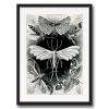 Black And White Moths Insect Animal Illustration Antique Vintage Wall Art Print