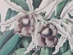 Botanical Print Orchidaceous Plants Andrews, Jas. Drawn and lithographed