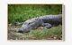 Crocodile Large Canvas Wall Art Float Effect/frame/picture/poster Print- Green