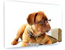 Cute Bulldog Mastiff Dog Canvas Picture Print