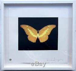 Damien Hirst'To Lure' Rare Signed and Framed butterfly etching. Edn of 75
