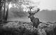 Deer Stag Winter Black White Canvas Picture Wall Art Prints Wildlife Wild Animal