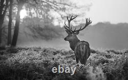 Deer Stag Winter Black White Canvas Picture Wall Art Prints Wildlife Wild Animal