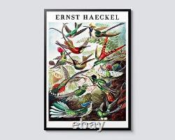 Ernst Haeckel Hummingbirds Portrait, Vintage Illustration Wall Art, Zoology