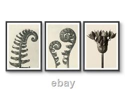 Ferns & Flower by Karl Blossfeldt, Set of 3 Photographic Vintage Posters, Wall