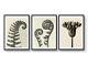 Ferns & Flower By Karl Blossfeldt, Set Of 3 Photographic Vintage Posters, Wall