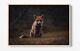 Fox 5 Large Canvas Wall Art Float Effect/frame/picture/poster Print- Orange