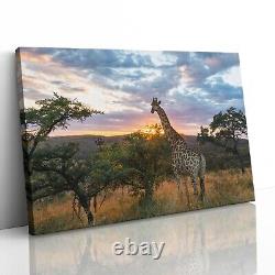 Giraffe on African Plains Canvas Print Picture Framed Wall Art Poster at Sunrise