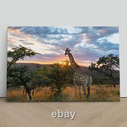 Giraffe on African Plains Canvas Print Picture Framed Wall Art Poster at Sunrise