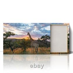 Giraffe on African Plains Canvas Print Picture Framed Wall Art Poster at Sunrise