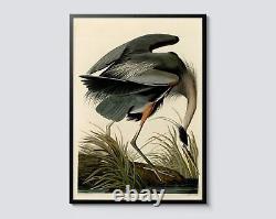 Great Blue Heron Poster, Vintage Nature Wall Art by John James Audubon, Zoology