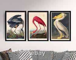 Great White Heron Set of 3 Art Prints by John James Audubon, Poster Painting