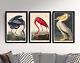 Great White Heron Set Of 3 Art Prints By John James Audubon, Poster Painting