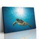 Green Sea Turtle Canvas Print Picture Framed Wall Art Poster Maui Reef Hawaii