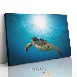 Green Sea Turtle Canvas Print Picture Framed Wall Art Poster Maui Reef Hawaii
