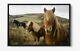 Horses Large Canvas Wall Art Float Effect/frame/picture/poster Print- Brown