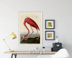 John James Audubon American Flamingo (1832) Birds of America Poster Art Print