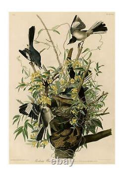 John James Audubon Mocking Bird Wall Art Poster Print