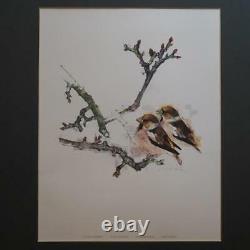 Kernbeisser Haw Finchs Gros Becs Birds Watercolor Matted Signed Print