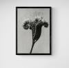 Lacy Phacelia Vintage Black And White Photography Floral Poster Art Print