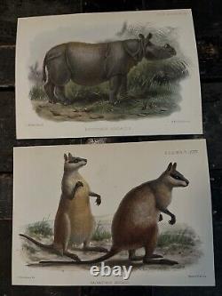 MAMMALS, PROCEEDINGS OF THE ZOOLOGICAL. SOCIETY OF LONDON 1800's HAND PAINTED