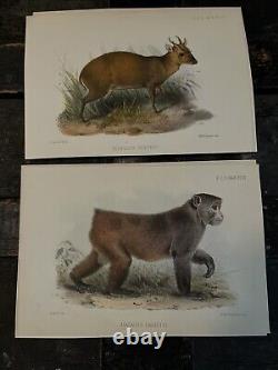 MAMMALS, PROCEEDINGS OF THE ZOOLOGICAL. SOCIETY OF LONDON 1800's HAND PAINTED