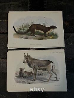 MAMMALS, PROCEEDINGS OF THE ZOOLOGICAL. SOCIETY OF LONDON 1800's HAND PAINTED