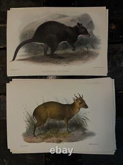 MAMMALS, PROCEEDINGS OF THE ZOOLOGICAL. SOCIETY OF LONDON 1800's HAND PAINTED