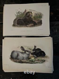 MAMMALS, PROCEEDINGS OF THE ZOOLOGICAL. SOCIETY OF LONDON 1800's HAND PAINTED