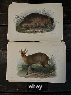 MAMMALS, PROCEEDINGS OF THE ZOOLOGICAL. SOCIETY OF LONDON 1800's HAND PAINTED