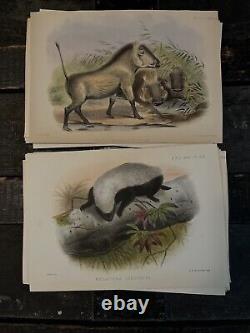 MAMMALS, PROCEEDINGS OF THE ZOOLOGICAL. SOCIETY OF LONDON 1800's HAND PAINTED