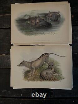 MAMMALS, PROCEEDINGS OF THE ZOOLOGICAL. SOCIETY OF LONDON 1800's HAND PAINTED