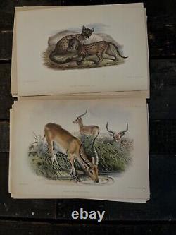 MAMMALS, PROCEEDINGS OF THE ZOOLOGICAL. SOCIETY OF LONDON 1800's HAND PAINTED