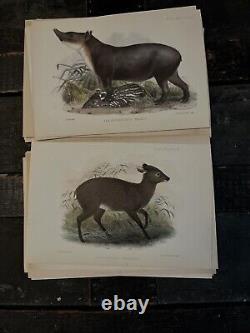 MAMMALS, PROCEEDINGS OF THE ZOOLOGICAL. SOCIETY OF LONDON 1800's HAND PAINTED