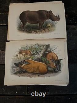 MAMMALS, PROCEEDINGS OF THE ZOOLOGICAL. SOCIETY OF LONDON 1800's HAND PAINTED