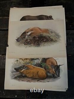 MAMMALS, PROCEEDINGS OF THE ZOOLOGICAL. SOCIETY OF LONDON 1800's HAND PAINTED